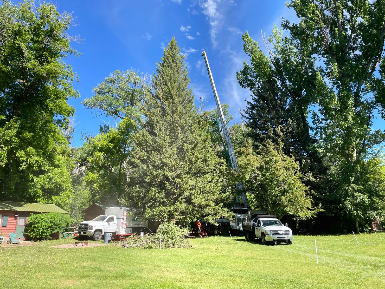 Crane-supported tree work illustrating complex removals our arborists plan for after hazard evaluations