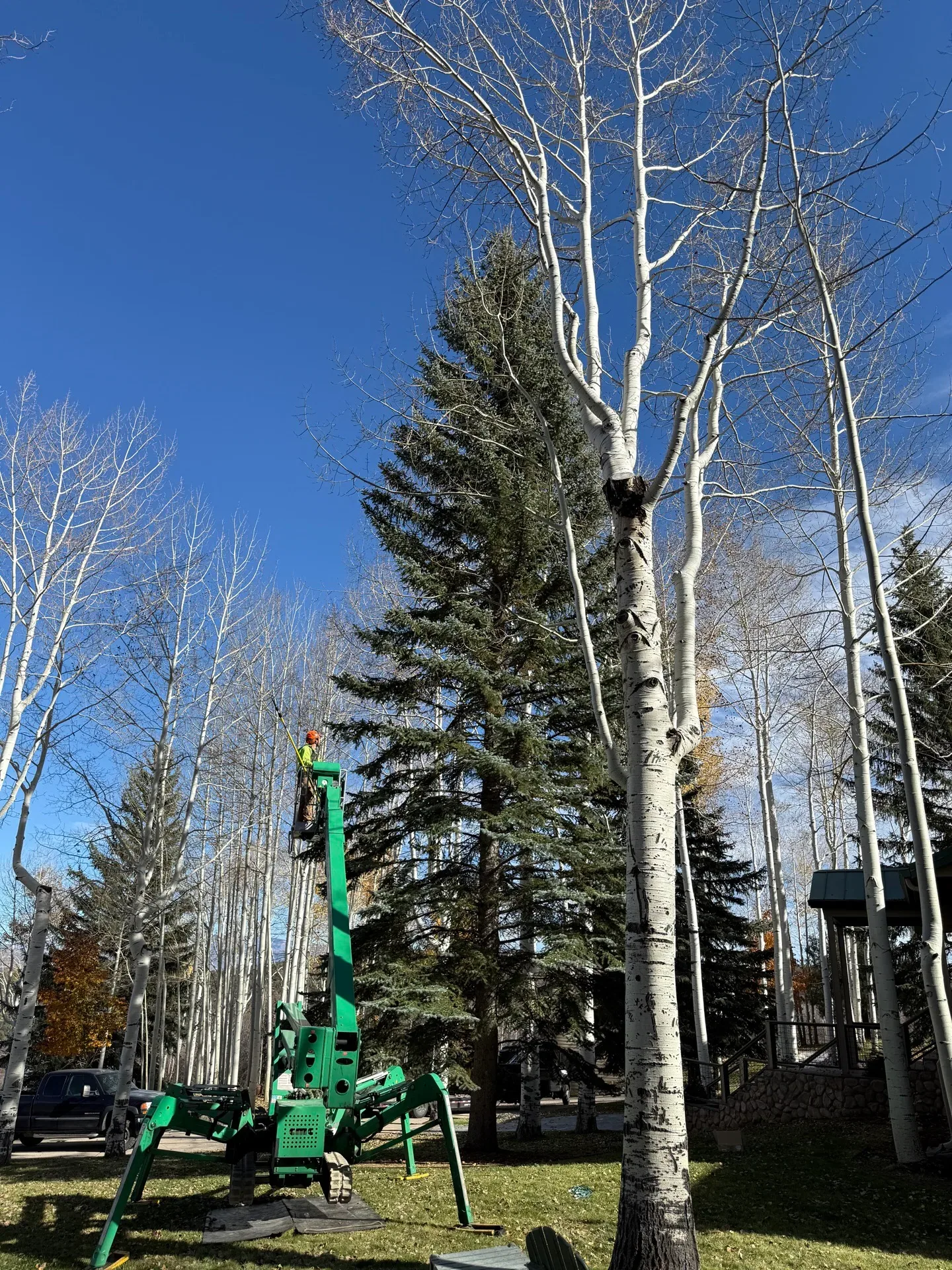 Professional tree pruning in the Colorado mountains