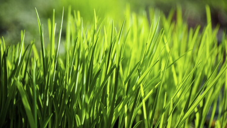 Fresh spring grass closeup. Shallow DOF - focus on the foreground, beautiful bokeh on the background