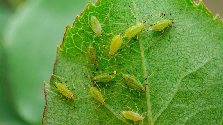 Aphid Colony on Leaf. Greenfly or Green Aphid Garden Parasite Insect Pest Macro on Green Background