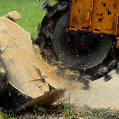 Grinding a Tree Stump for Removal