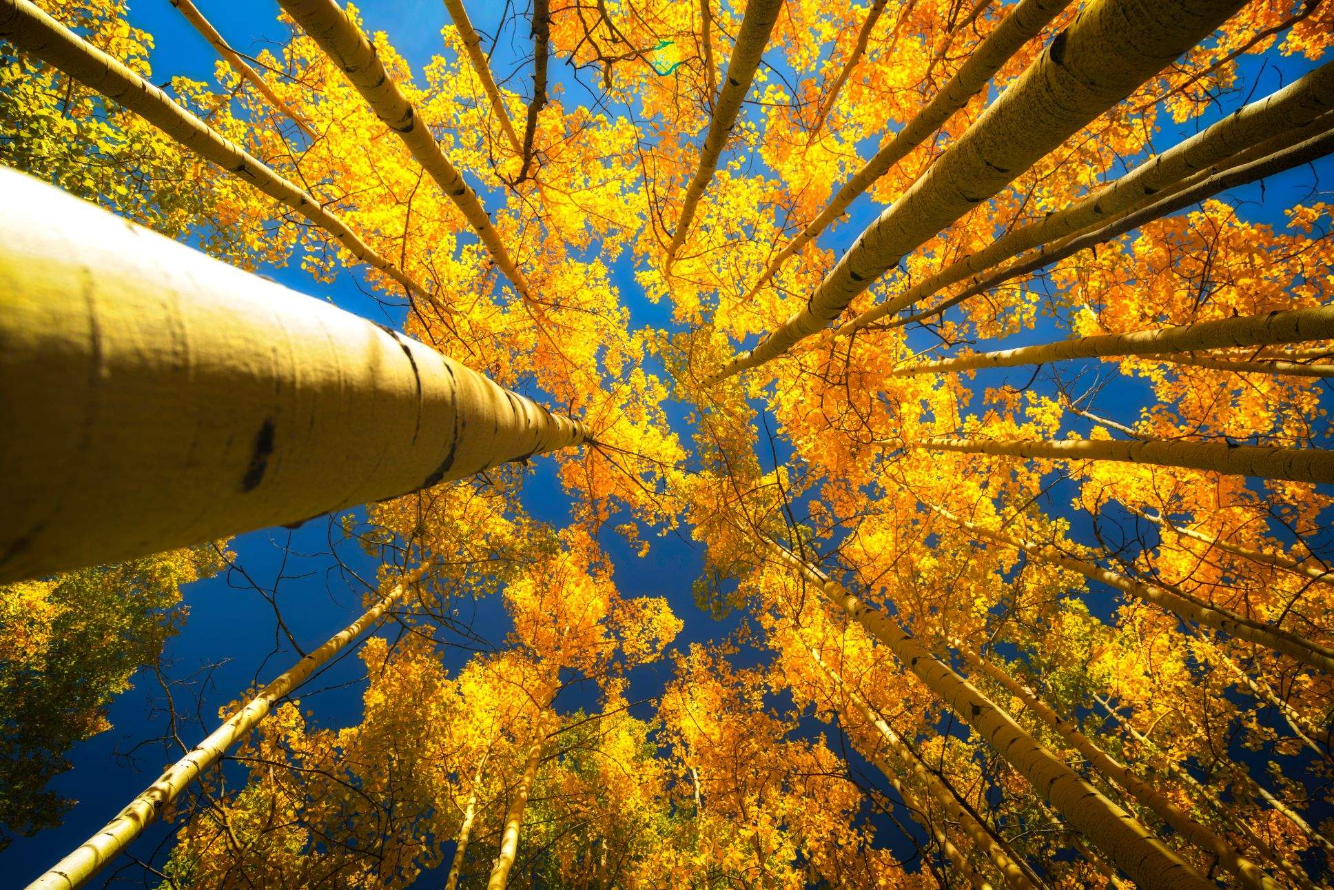 Upper,View,Of,The,Aspen,Trees,In,The,Fall,Season