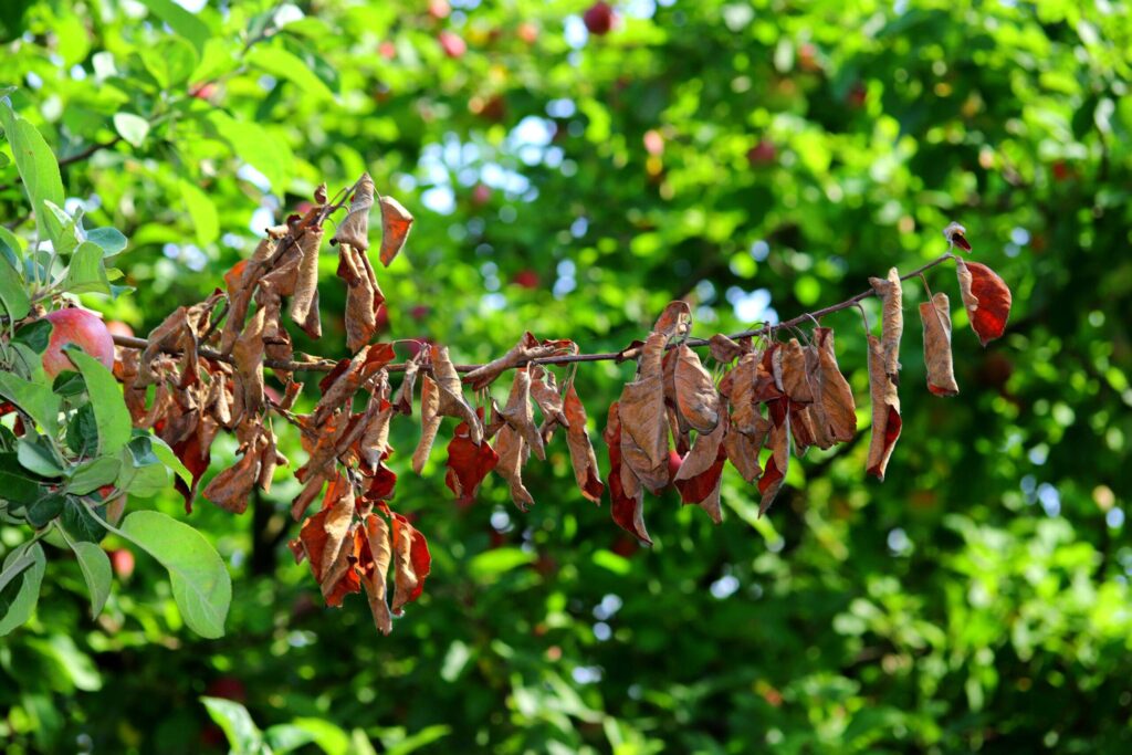 Fireblight damaged Wilted leaves on branch against vibrant green background