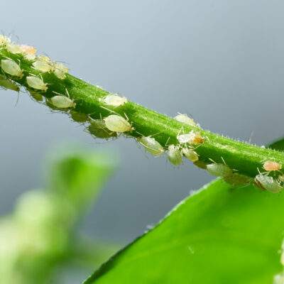 Insect,Pests,,Aphid,,On,The,Shoots,And,Fruits,Of,Plants,