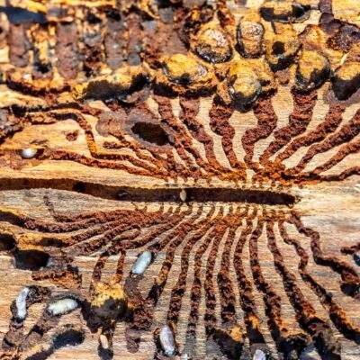 Ash Bark Beetle Tree Damage