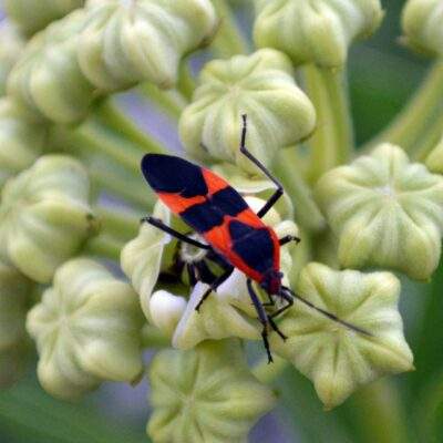 Boxelder Bug Scientific Name: Nuculaspis californica