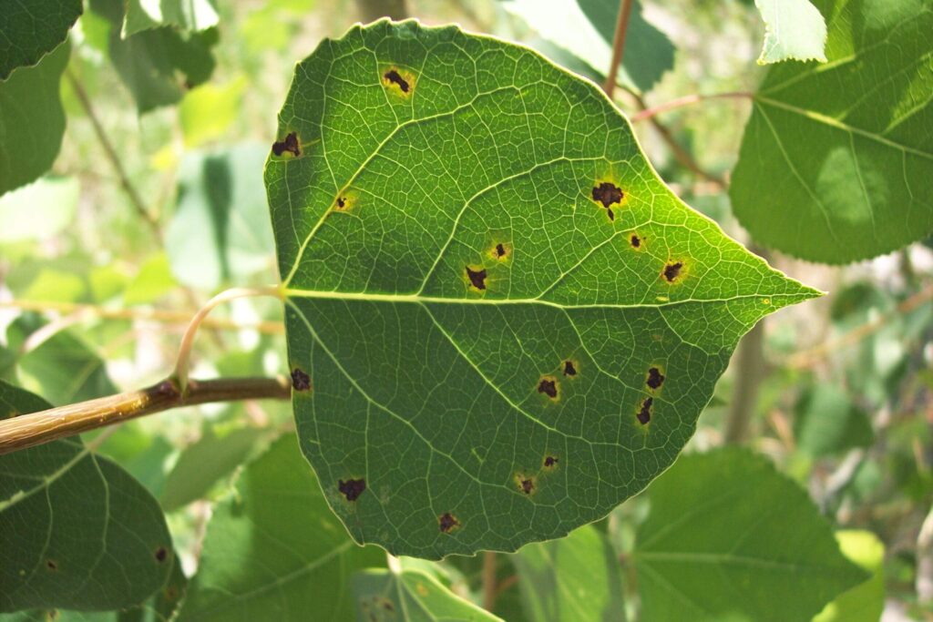 Green leaf with brown spots(Marssonina Blight), natural sunlight.