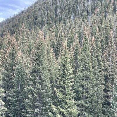 Colorado Crested Butte Spruce Bud Worm damage