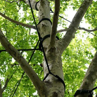Cable Bracing trees