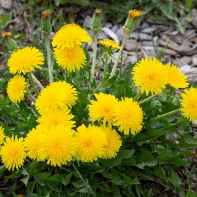 Yellow,Flowers,Of,Dandelions,In,Green,Backgrounds.,Spring,And,Summer
