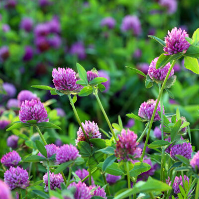 Trifolium,Pratense.,Thickets,Of,A,Blossoming,Clover