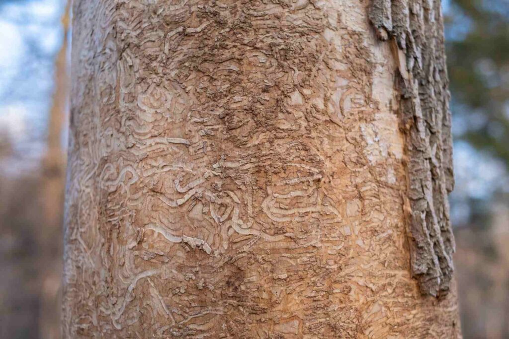 Close-up of tree trunk with Ash Bark Beetle trails