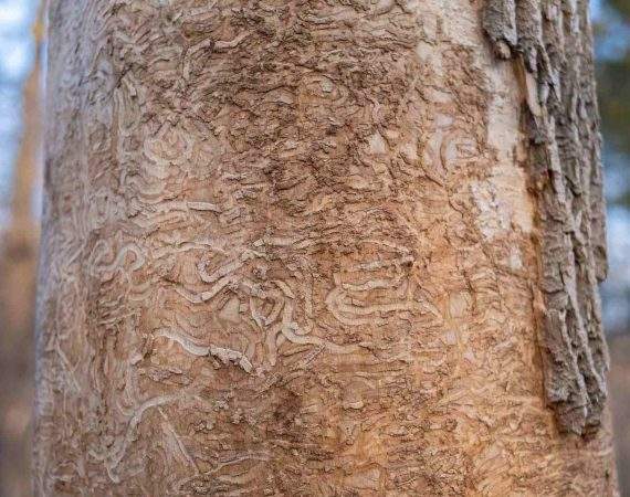 What's New - Spring/Summer 2023 Important Update - Emerald Ash Borer is Here