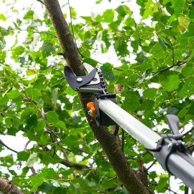 Seasonal pruning trees with pruning shears. Gardener pruning fruit trees with pruning shears. Taking care of garden. Cutting tree branch.