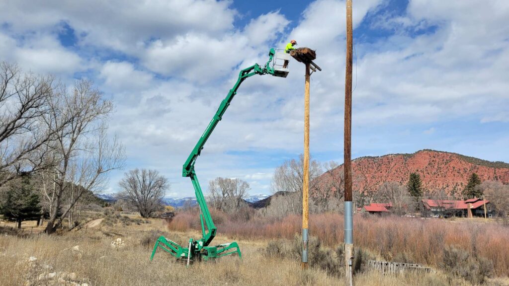 Worker in lift inspecting large bird nest on pole