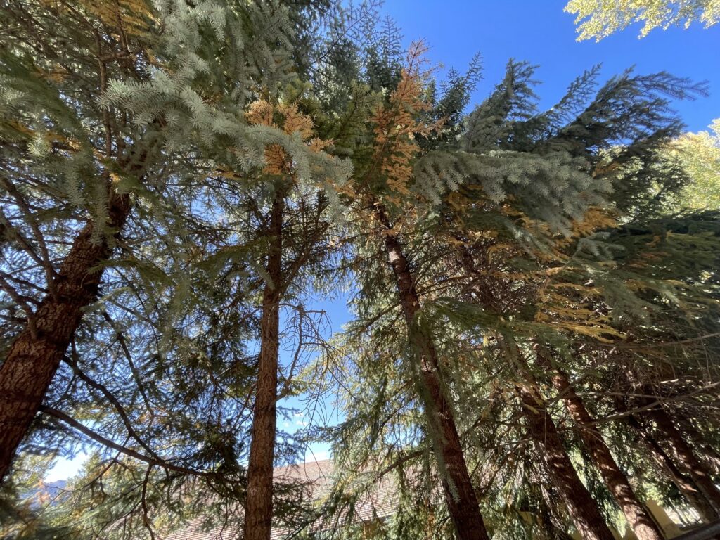 Looking up at tall evergreen trees and blue sky.