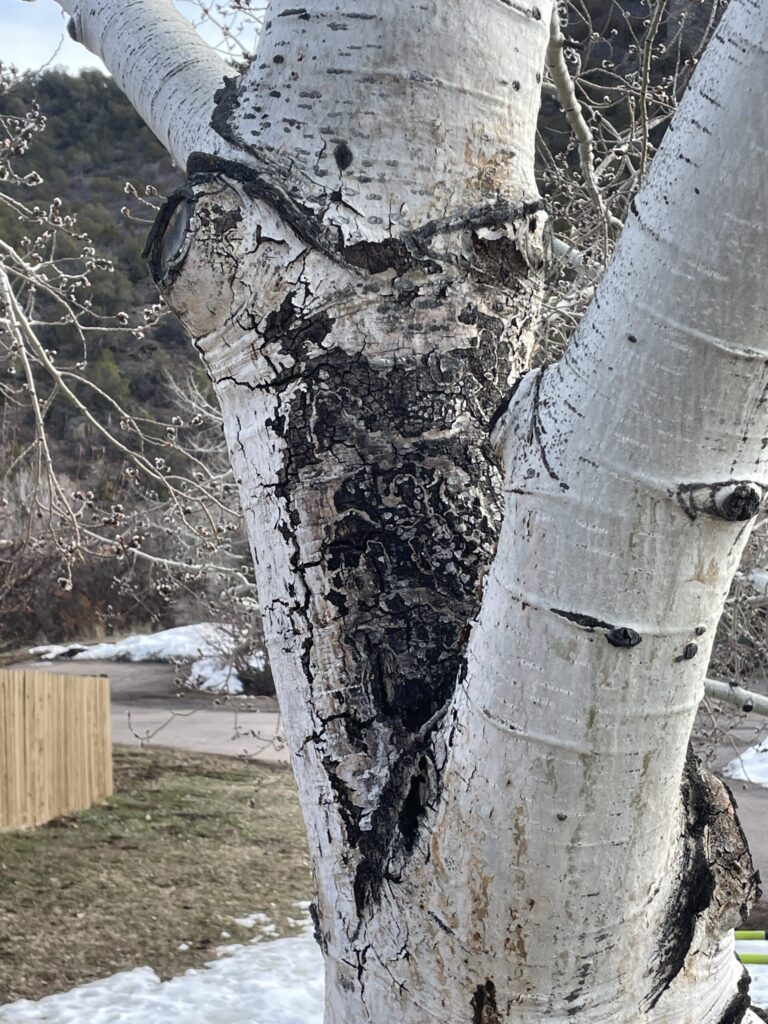 Close-up of a tree trunk with bark infested with Hypoxylon canker.
