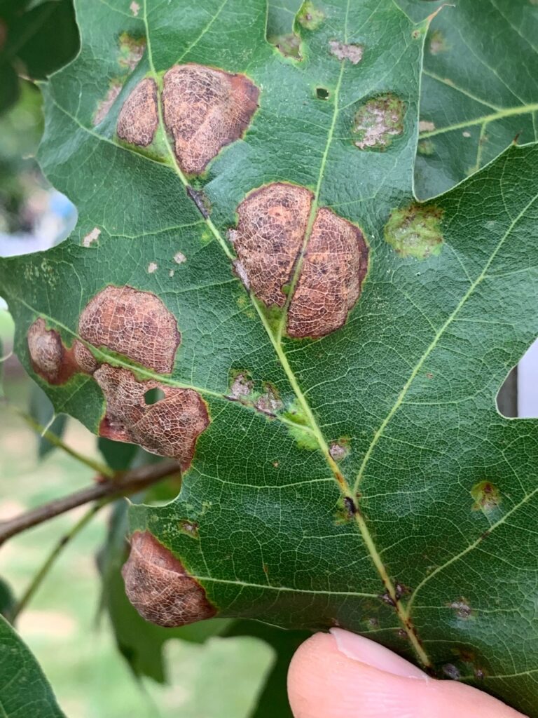 Leaf with brown spots caused by Oak leaf blister