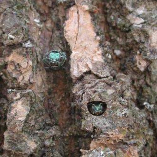 Green beetle on textured tree bark