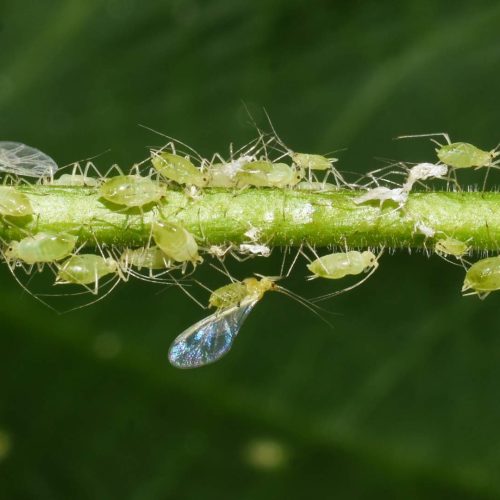 Green aphids on plant stem,