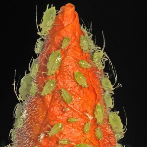 Aphids on vibrant red flower bud, black background.