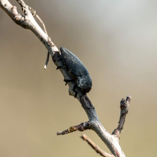 Ash Bark beetle on a branch, close-up shot.