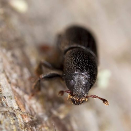 Close-up of an Ash Bark beetle on textured bark