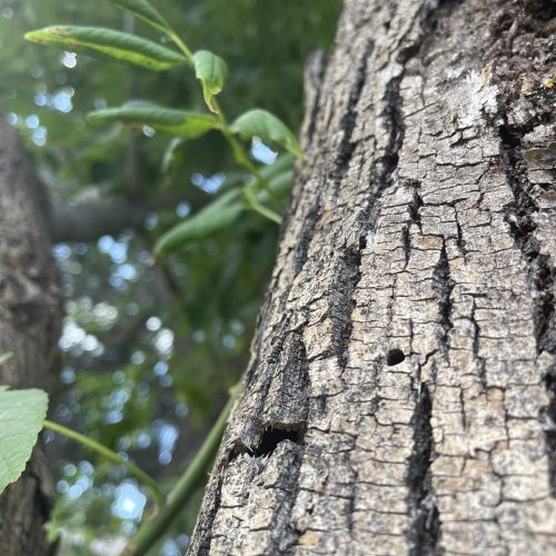 Close-up of tree bark with Ash borer damage on ash tree
