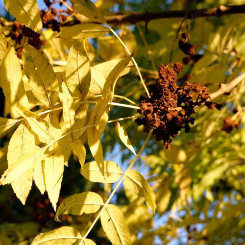 Yellow tree leaves in autumn sunlight Ash flower gall mite infestation