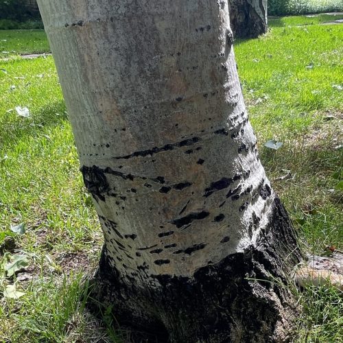 Aspen tree trunk with ganoderma and Cytospora canker at base