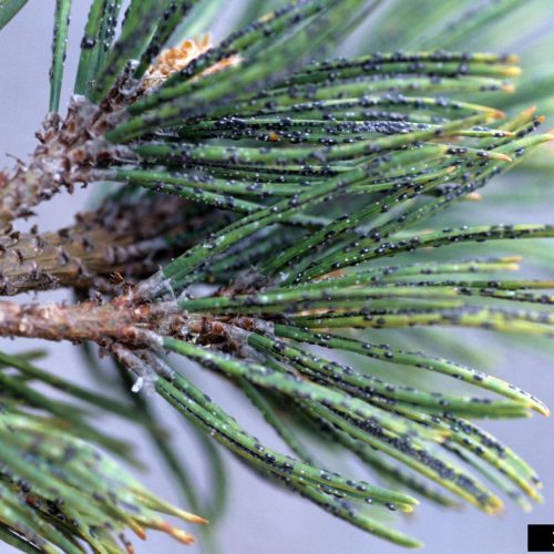 Close-up of pine needles with Black pine leaf scale