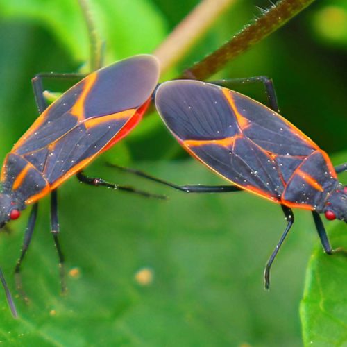 Boxelder Bugs insects on green leaf.