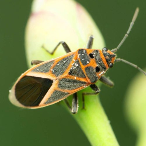 Boxelder Bug on green leaf close-up