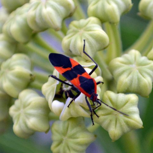 Boxelder Bug on pale green milkweed buds