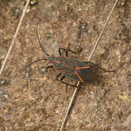 Western Boxelder Bug on a textured rock surface