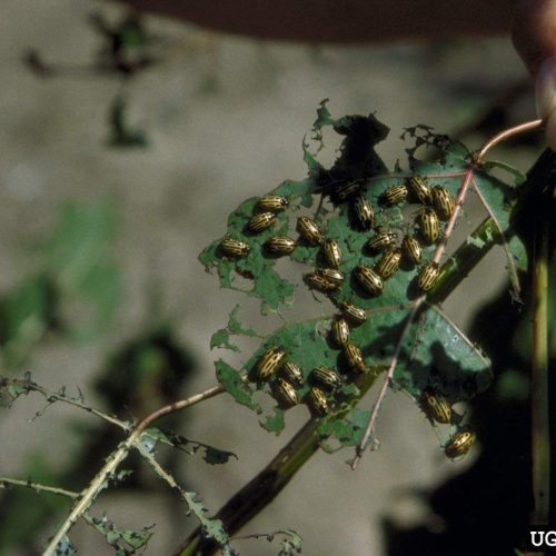Cottonwood leaf beetles infesting and damaging green grapevine leaves