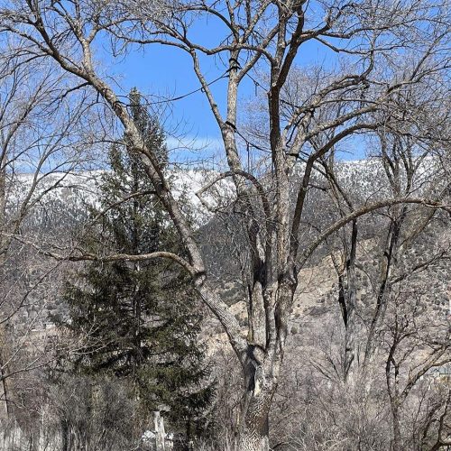 Snow-capped mountains behind leafless trees braced with chains in sunlight