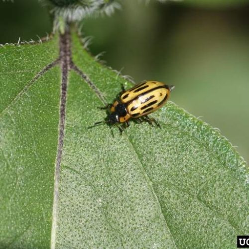 Cottonwood Leaf Beetle on green leaf