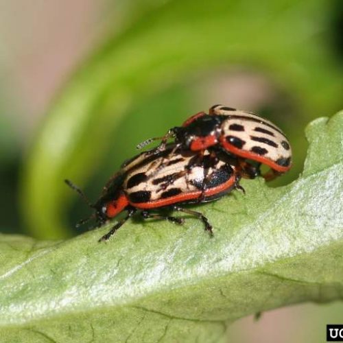 Two Cottonwood Leaf Beetles, mating on green leaf