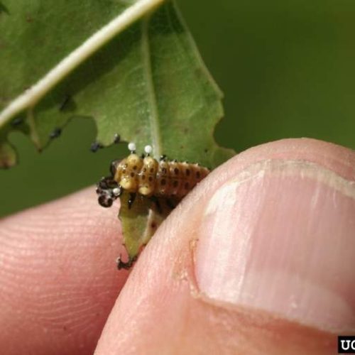 Cottonwood Leaf Beetle Caterpillar on leaf held by human finger