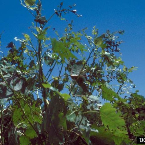 Cottonwood-Leaf-Beetle damage on tree leaves