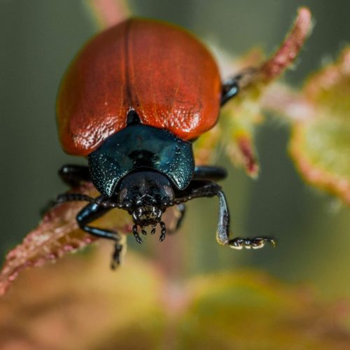 Close-up of Cottonwood leaf beetle on leaf