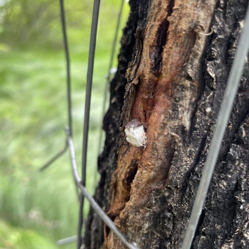 Tree bark through wire fence, close-up view of Cottony maple scale on trunk of tree