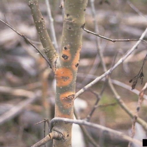 Tree with Cytospora canker infection signs on trunk of small aspen