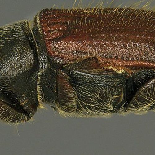 Close-up of a Doug fir beetle