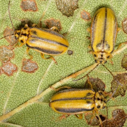 Elm leaf beetle on damaged green leaf