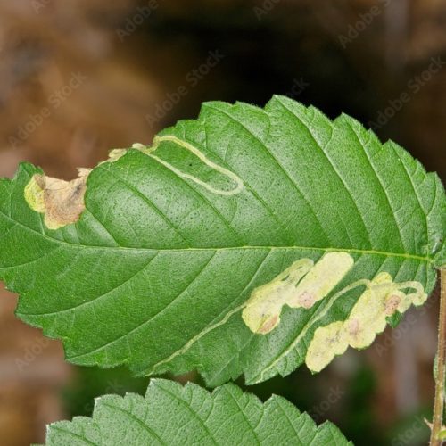 Green leaf with Elm leaf miner damage and brown spots.