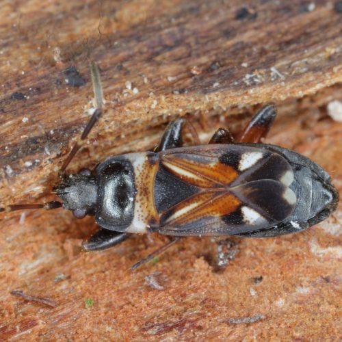 Close-up of an Elm Seed Bug on wood bark