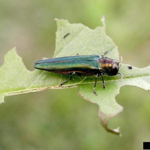 Emerald Ash borer on chewed leaf