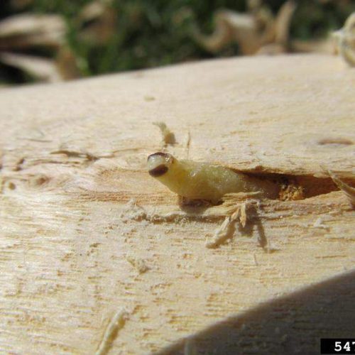 Small Emerald Ash borer larva emerging from wooden surface